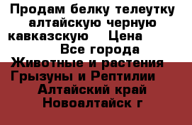 Продам белку телеутку алтайскую,черную кавказскую. › Цена ­ 5 000 - Все города Животные и растения » Грызуны и Рептилии   . Алтайский край,Новоалтайск г.